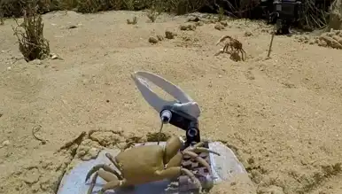 Robot Yengeç, Gerçek Yengeçlere Yenildi!